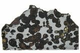 Polished Sericho Pallasite Meteorite ( g) Slice - Kenya #313681-1